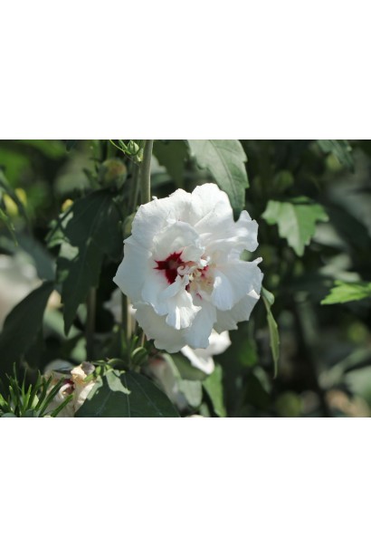 Яскраві біло-червоні квіти гібіскуса.